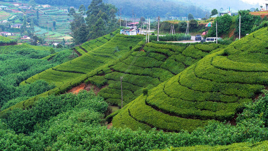 What is Ceylon Tea?