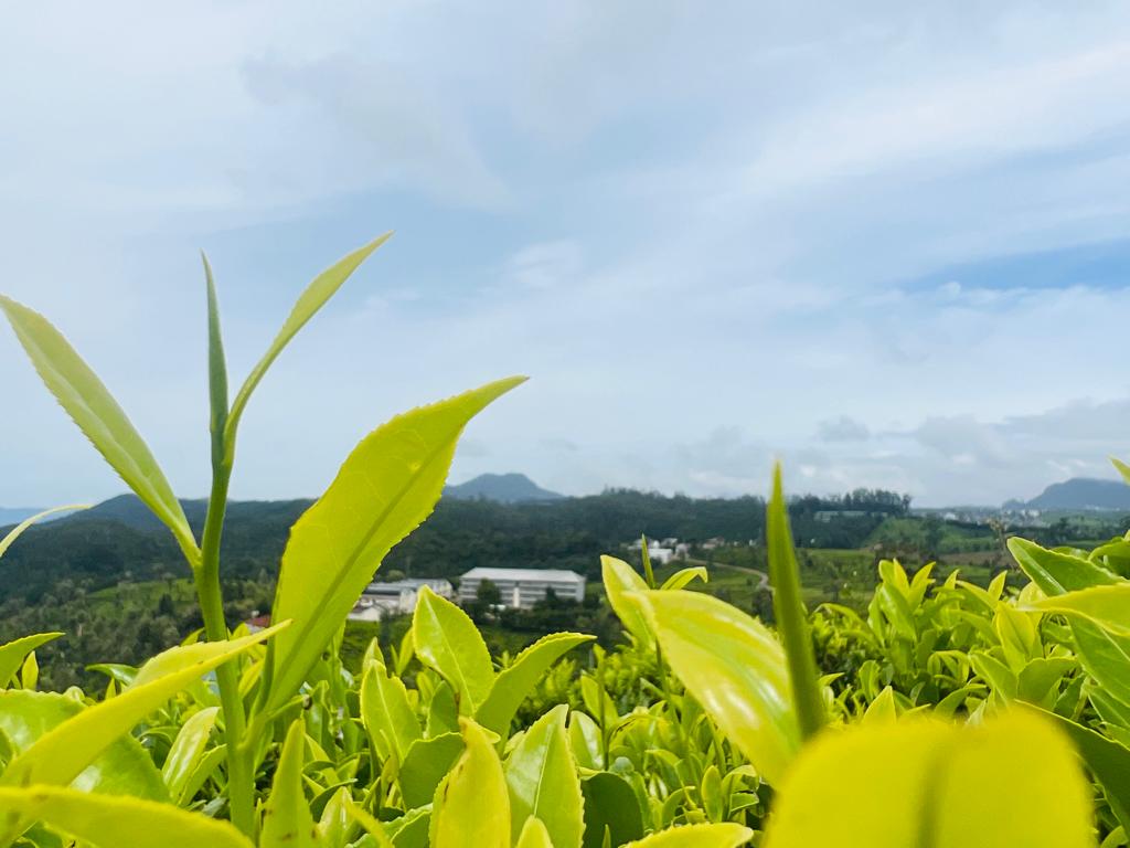 Fresh tea leaf tips in Nuwara Eliya, Sri Lanka, ready for harvesting