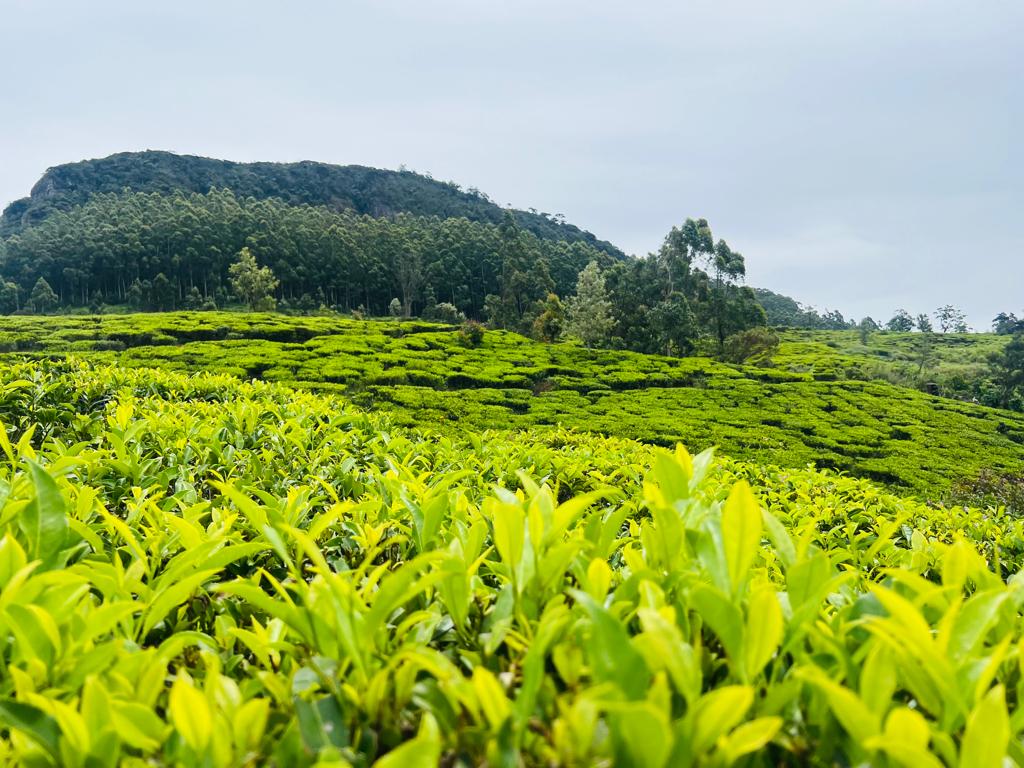 Pedro Tea Garden in Nuwara Eliya