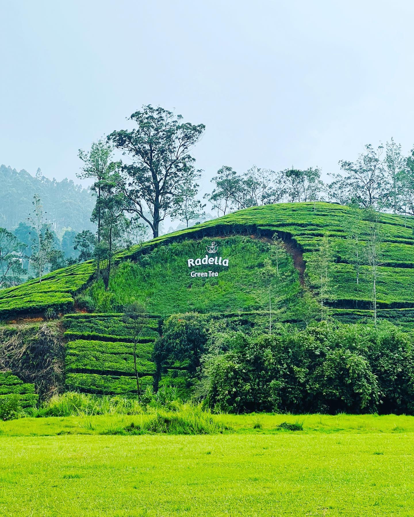 Green Tea | Loose Leaf Young Hyson (YH) Green Tea - maNASA Tea