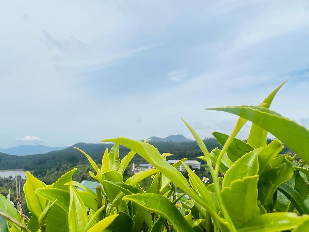 Tea leaves in Nuwara Eliya Sri Lanka