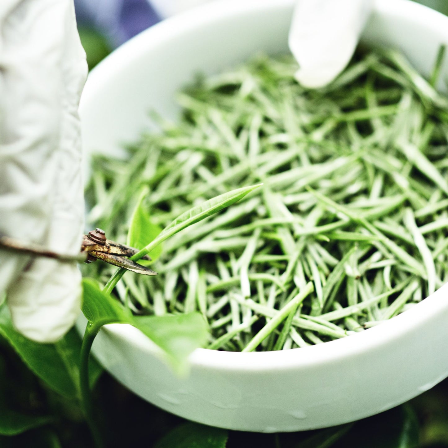 hand picked fresh silver tip leaves