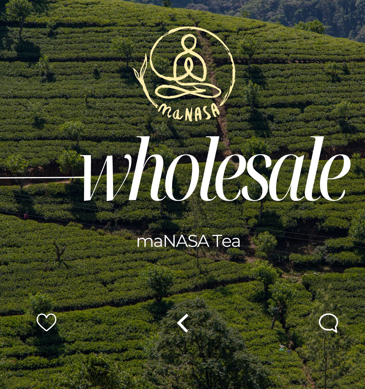 wholesale ceylon tea bu manasa